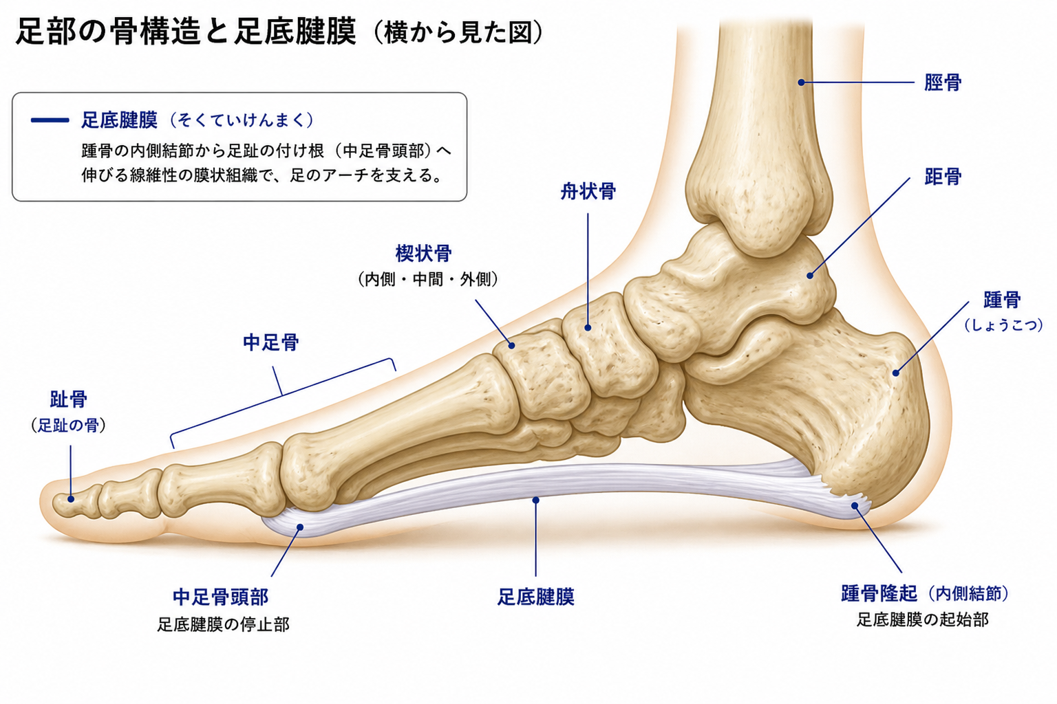 生まれつきハイアーチの人が大人になってから知っておくべきこと